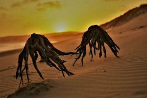 Foto Makhluk Misterius di Pantai Hebohkan Internet, Ternyata Ini Rahasianya!