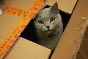 Kenapa Kucing Suka Masuk Kardus? Ini Alasan Insting Alaminya