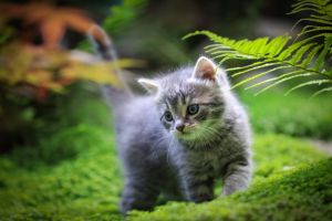Kucing
