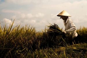 Petani
