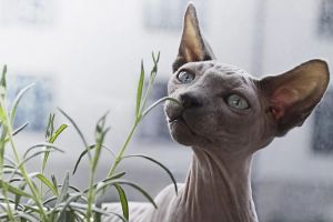Kucing