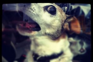 Anjing Rabies