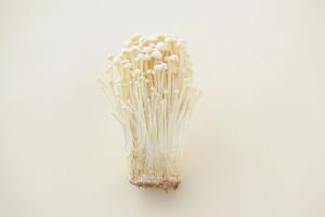 Jamur Enoki