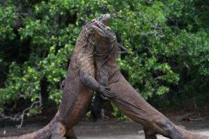 Kenapa Biawak Berpelukan? Ini Alasan dan Penyebabnya!