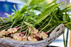 Tips Mudah Tanam Jahe di Pekarangan Rumah