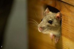 13 Aroma yang Dapat Mengusir Tikus dari Rumah Selamanya