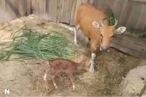 Kelahiran Banteng Jawa di Pangandaran Jadi Titik Cerah Pelestarian Satwa Langka