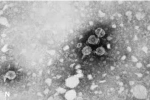 Deteksi Dini dan Vaksinasi Hepatitis B Efektif Cegah Penularan hingga 95 Persen