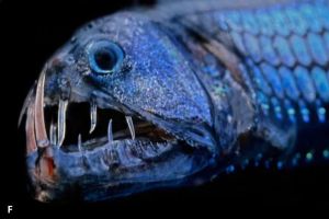7 Predator Laut Paling Mematikan, Lebih Menakutkan dari Hiu