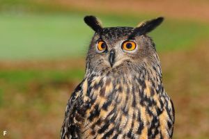 Fakta Mengejutkan Tentang Mata Burung Hantu