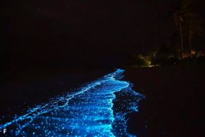 Mengapa Pasir di Pantai Maladewa Bisa Bersinar di Malam Hari?