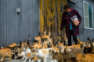 Ada Pulau Di Italia Yang Hanya Berpenghuni Kucing Liar