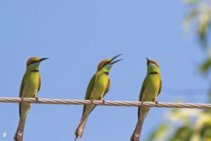 Mengapa Burung Tidak Kesetrum Saat Berdiri di Kabel Listrik?