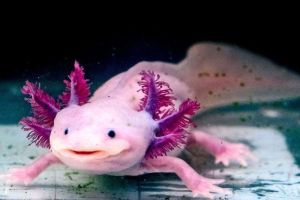 Fakta Unik Tentang Axolotl, Hewan yang Bisa Menumbuhkan Organnya