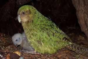 Burung Kakapo: Burung Nokturnal yang Tidak Bisa Terbang