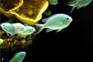 5 Fakta Menarik tentang Chromis Viridis, Si Kecil Cantik Penjaga Terumbu Karang