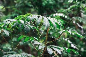 Kandungan Gizi Daun Singkong yang Jarang Diketahui