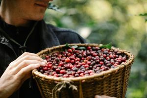 Kopi