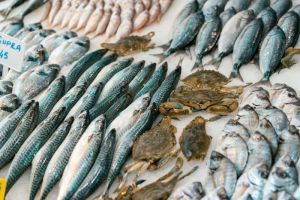 Ikan