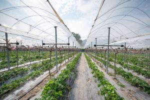 Urban Farming: Solusi Pertanian di Tengah Kota