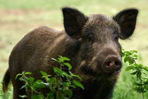 Babi Hutan