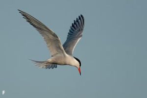 Mengapa Burung Bisa Tidur Sambil Terbang? Temukan Penjelasan dan Alasan di Baliknya!