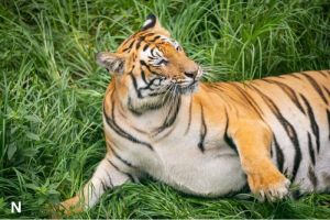 Suara Alam di Balik Jeruji: Peringatan Hari Harimau Internasional di Nepal