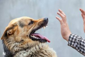 Dinkes Rejang Lebong Tangani 180 Kasus Gigitan Hewan Penular Rabies Hingga Juli 2025