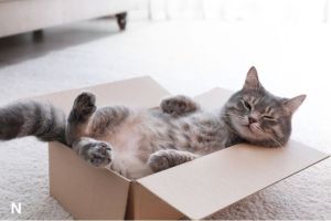 Mengapa Kucing Suka Berada di Dalam Kardus?