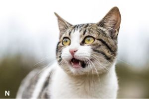Kucing