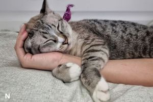 Dengkuran Kucing