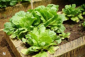 Menumbuhkan Ketenangan, Bukan Hanya Tanaman: Seni Berkebun sebagai Meditasi Modern
