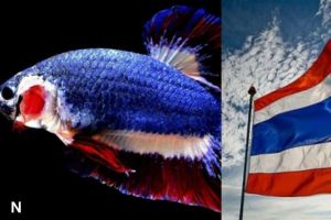 Ikan Cupang Termahal di Dunia: Kisah Si 'Bendera Thailand' yang Memecahkan Rekor