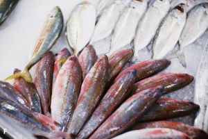 Ikan Laut