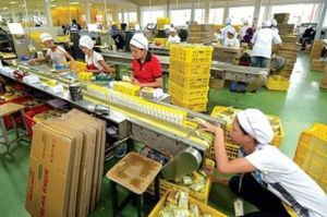 Lowongan Kerja Terbaru Sido Muncul 2025: Kesempatan Emas untuk Bergabung dengan Perusahaan Herbal Terbesar Indonesia