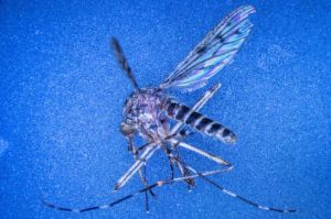 islandia_negara_bebas_nyamuk_kini_baru_saja_menemukan_nyamuk_pertamanya_di_alam_liar