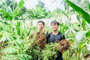 Jurusan Agribisnis Ma'soem University: Membangun Bisnis Pangan Modern