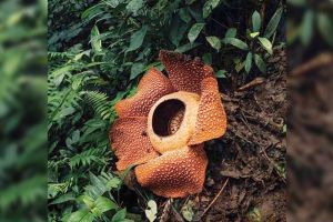 Dinas Lingkungan Hidup