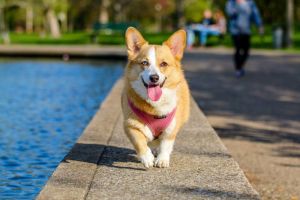 Manfaat Kesehatan Fisik dan Mental dari Aktivitas Sehari-hari Bersama Anjing