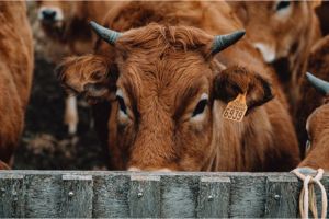 Perbedaan Perawatan Sapi Ternak dan Sapi Liar