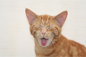 Mengapa Kucing Suka Mencium Bau Makanan?