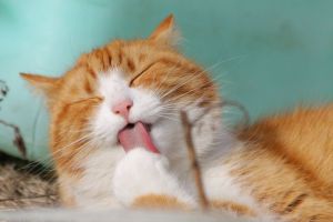 Hubungan Sosial di Antara Kucing Apakah Mereka Saling Bersosialisasi?