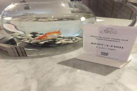 Hotel Unik Ini Menyewakan Ikan Untuk Tamu yang Kesepian