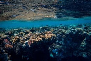 Pengaruh Terumbu Karang dalam Siklus Karbon Dioksida di Laut