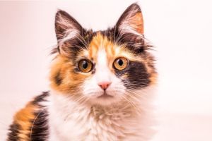 Bagaimana Kucing Menunjukkan Rasa Sayang kepada Manusia