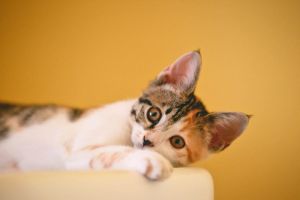 Apakah Kucing Memiliki Kepekaan Terhadap Cuaca?