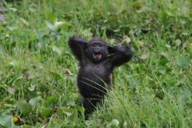 Survei Kotoran Gorilla Menawarkan Wawasan Tentang Evolusi Mikrobioma Manusia