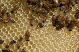 Probiotik Membantu Lebah Melawan Gangguan Koloni Kolaps