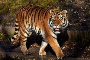 Mengapa Harimau adalah Salah Satu Predator Paling Efisien di Hutan