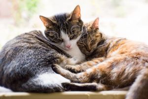 Mengapa Kucing Suka Melonggarkan Tubuh Mereka Saat Tidur